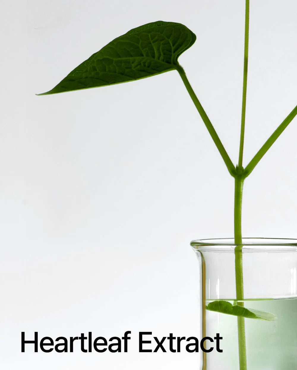 ANUA | Heartleaf Pore Control Cleasing Oil