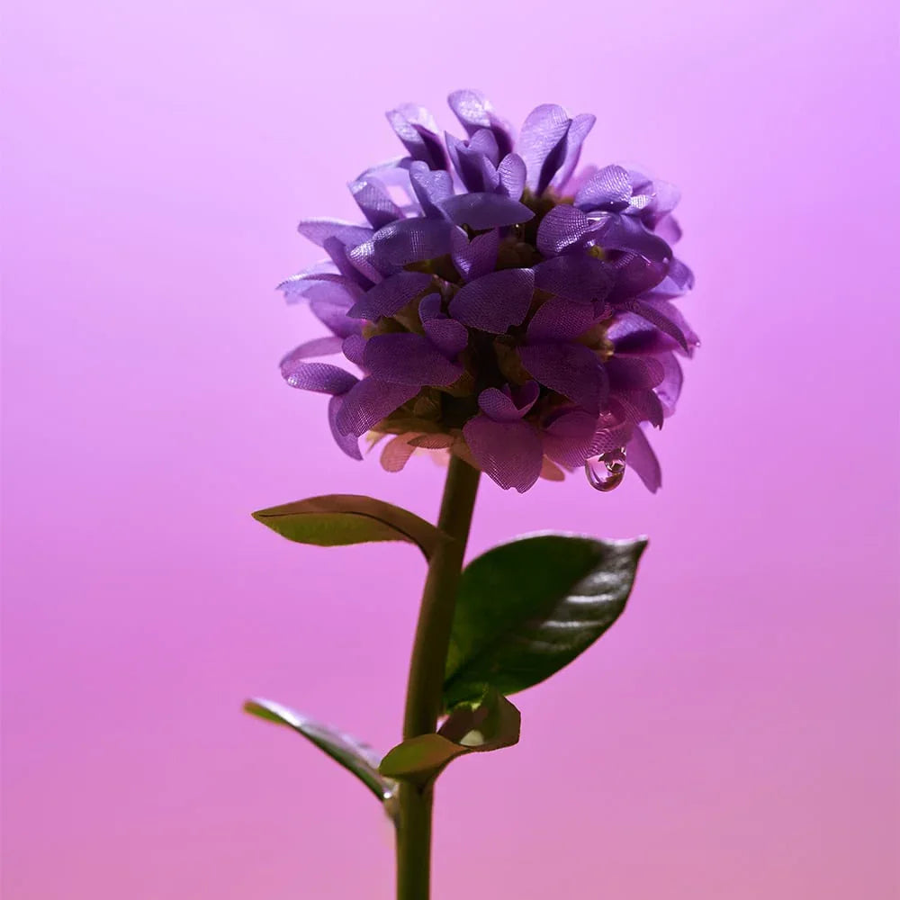 EQQUALBERRY | Bakuchiol Plumping Serum 30ml - InternationalCosmetic