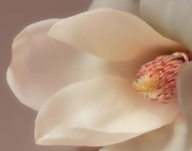 AROMATICA Embrace Hand Cream Neroli & Patchouli