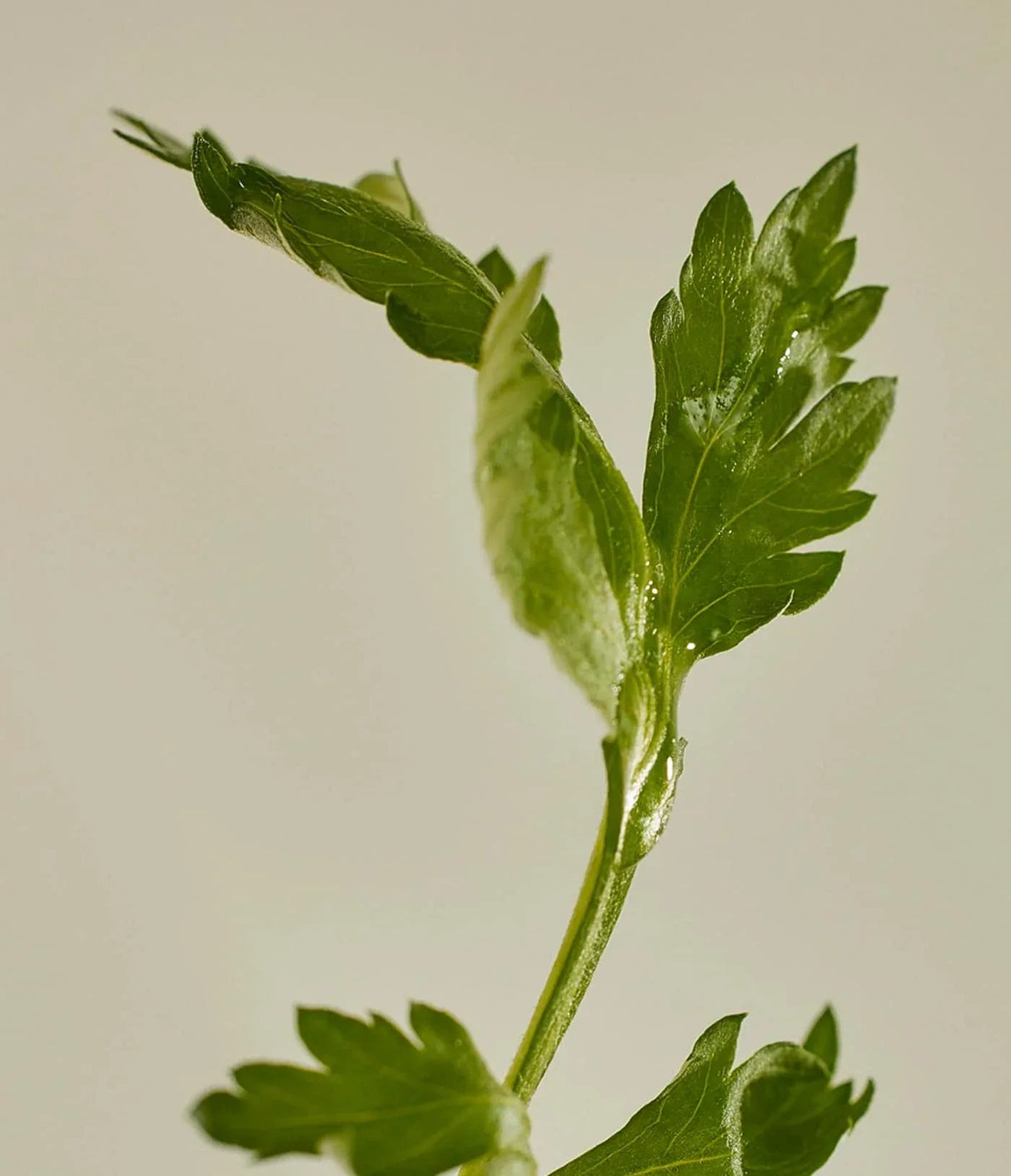 BEAUTY OF JOSEON | Matte Sun Stick Mugwort + Camelia SPF50+ -18 gr - InternationalCosmetic