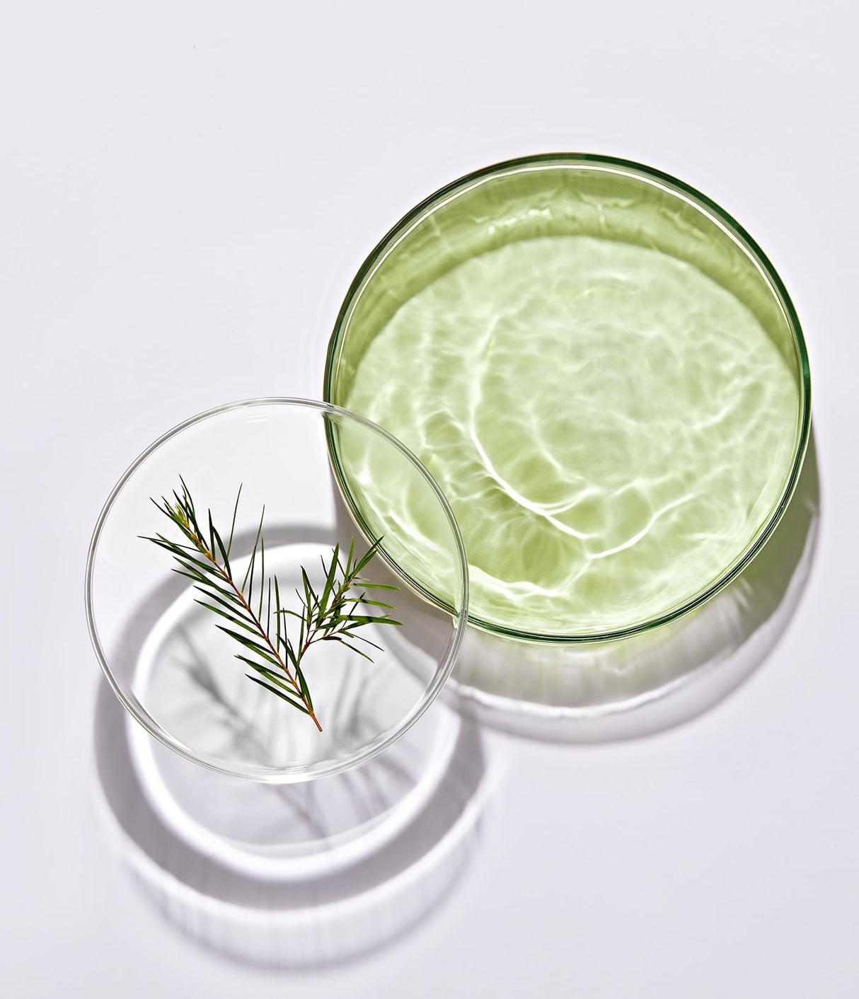 DR. CEURACLE | Tea Tree Purifine Green Up Sun SPF50+ - 50ml - InternationalCosmetic