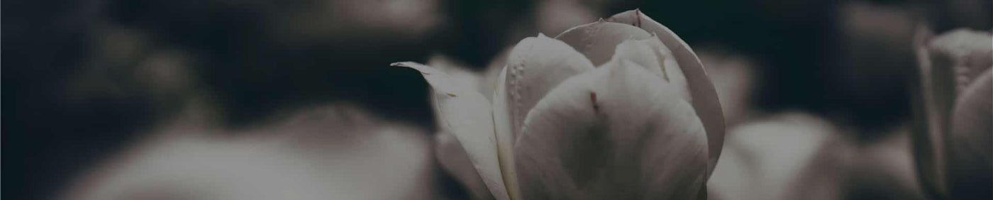 The Cosmetic Republic - InternationalCosmetic