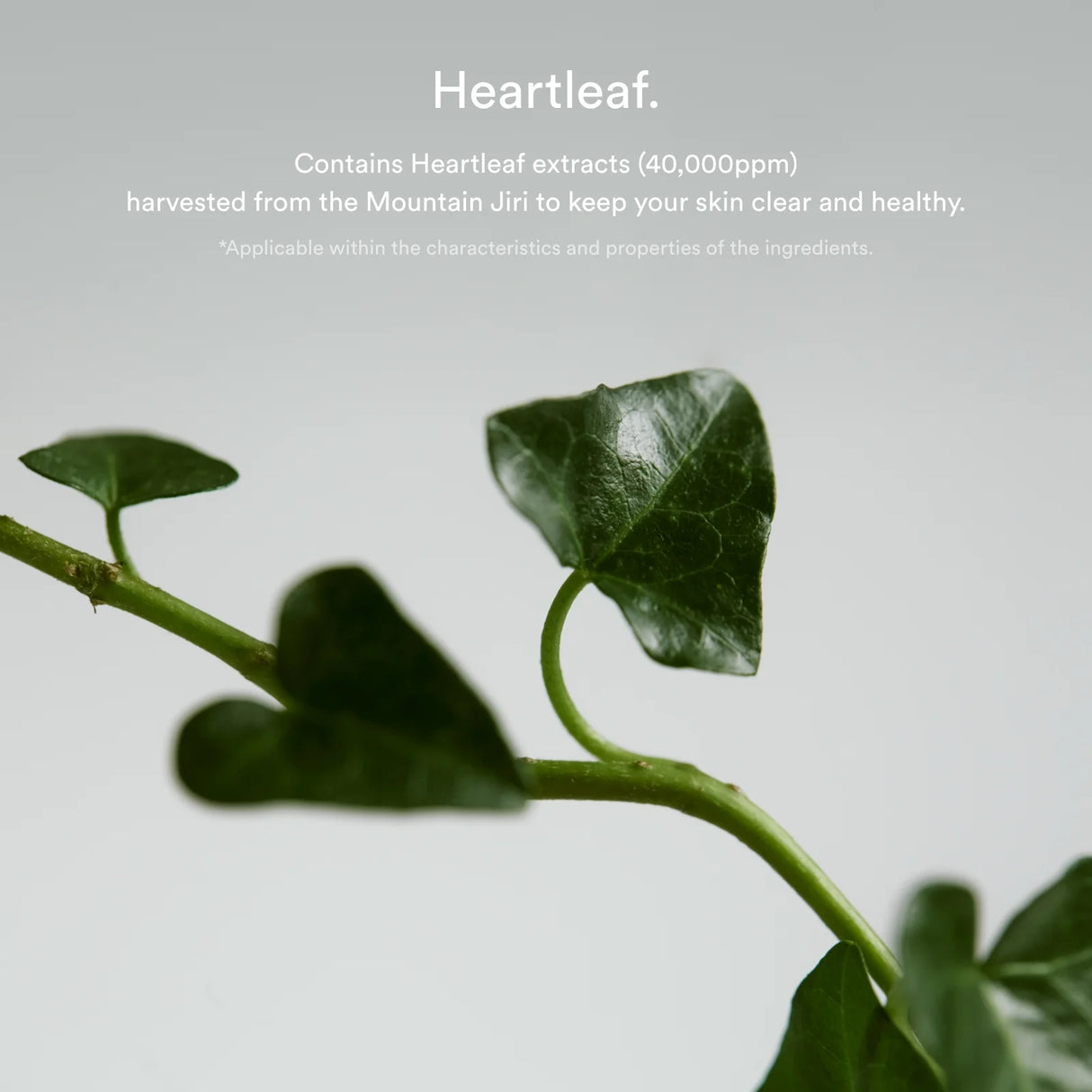 Heartleaf Spot Pad Calming Touch