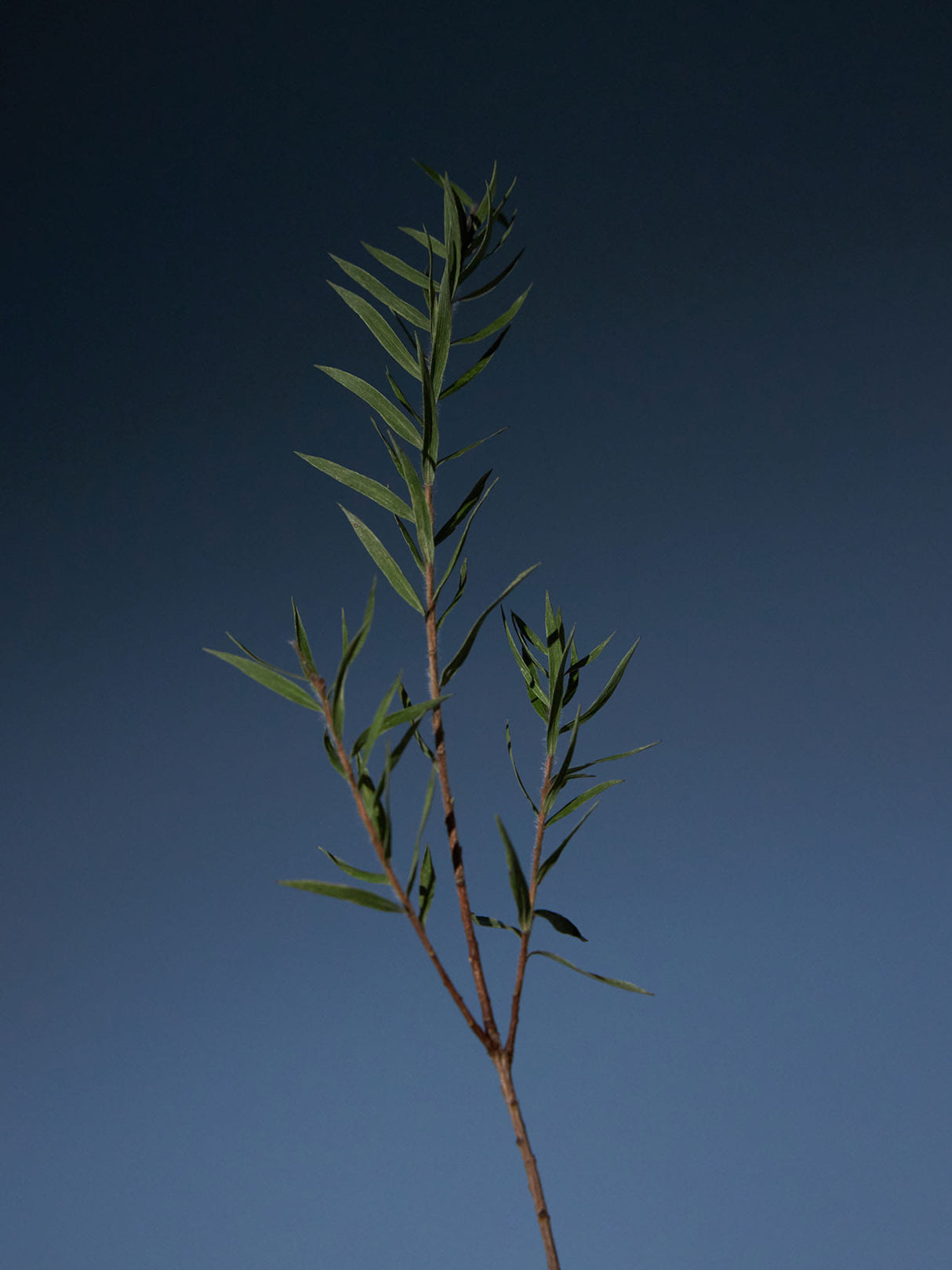 Tea Tree Tonique Purifiant