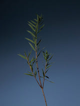 Tea Tree Tonique Purifiant